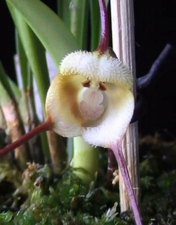 200 PCS Seeds Rare Japanese Monkey face Orchid