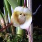 200 PCS Seeds Rare Japanese Monkey face Orchid