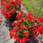 100 PCS Seeds Rieger Begonias Dark Red Color