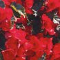 100 PCS Seeds Rieger Begonias Dark Red Color