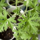 200 PCS Seeds Semente Plant Herb Insect Repellent Grass 200 PCS Seeds Semente Plant Herb Insect Repellent Grass