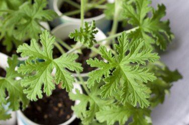 200 PCS Seeds Semente Plant Herb Insect Repellent Grass