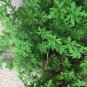 200 PCS Seeds Semente Plant Herb Insect Repellent Grass
