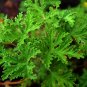 200 PCS Seeds Semente Plant Herb Insect Repellent Grass