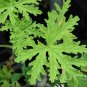 200 PCS Seeds Semente Plant Herb Insect Repellent Grass