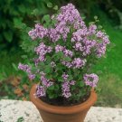 40 PCS Seeds Syringa Meyeri Potted Flower Bonsai