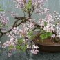 40 PCS Seeds Syringa Meyeri Potted Flower Bonsai