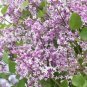 40 PCS Seeds Syringa Meyeri Potted Flower Bonsai