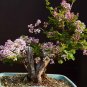 40 PCS Seeds Syringa Meyeri Potted Flower Bonsai