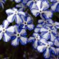 200 PCS Seeds American Forget-me-not Flower Bonsai Starry Eyes Potted Plants