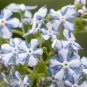 200 PCS Seeds American Forget-me-not Flower Bonsai Starry Eyes Potted Plants