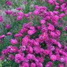 200 PCS Seeds Aster Novi-belgii Flower Home Garden