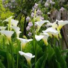 200 PCS Seeds Calla Lily Bonsai Room Flowers Zantedeschia Aethiopica Bonsai 200 PCS Seeds Calla Lily Bonsai Room Flowers Zantedeschia Aethiopica Bonsai