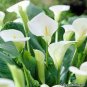 200 PCS Seeds Calla Lily Bonsai Room Flowers Zantedeschia Aethiopica Bonsai