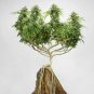 204 PCS Seeds Canna Bonsai DIY Potted Plants