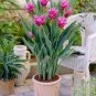 200 PCS Seeds Curcuma Alismatifolia Bonsai Herb Plant