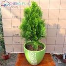 100 PCS Seeds Cypress Trees Platycladus Orientalis Oriental Arborvitae Plants