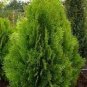 100 PCS Seeds Cypress Trees Platycladus Orientalis Oriental Arborvitae Plants