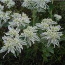 100 PCS Seeds Euphorbia Marginata Pursh Heat Resistant Ever Green