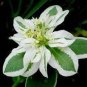 100 PCS Seeds Euphorbia Marginata Pursh Heat Resistant Ever Green