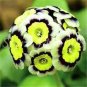 200 PCS Seeds Europe Mix Colors Primula Acaulis Bonsai Potted Plant