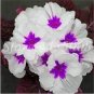 200 PCS Seeds Europe Mix Colors Primula Acaulis Bonsai Potted Plant