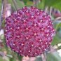 200 PCS Seeds Flower Bonsai Hoya Kerrii Bonsai (December Orchid)