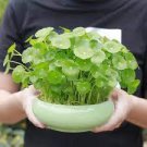 200 PCS Seeds Home Garden Decoration Plant French Caltha Palustris Bonsai