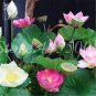 200 PCS Seeds Home Garden Decoration Plant French Caltha Palustris Bonsai