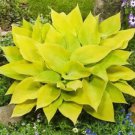 1000 PCS Seeds Hosta - Mixed 12 Colors 1000 PCS Seeds Hosta - Mixed 12 Colors