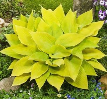 1000 PCS Seeds Hosta - Mixed 12 Colors