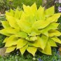 1000 PCS Seeds Hosta - Mixed 12 Colors