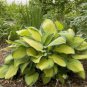 1000 PCS Seeds Hosta - Mixed 12 Colors