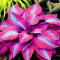 1000 PCS Seeds Hosta - Mixed 12 Colors
