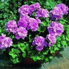 60 PCS Seeds Perennial Bonsai Flower Plantas Pelargonium Peltatum Seedling Potted Geranium