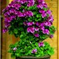 60 PCS Seeds Perennial Bonsai Flower Plantas Pelargonium Peltatum Seedling Potted Geranium