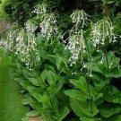 400 PCS Seeds Nicotiana Alata -s Home Garden Multi-Color Optional YR 400 PCS Seeds Nicotiana Alata -s Home Garden Multi-Color Optional YR