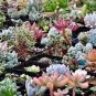200 PCS Seeds Rainbow YuLu Bonsai, Potted Succulents