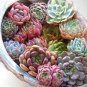 200 PCS Seeds Rainbow YuLu Bonsai, Potted Succulents