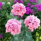 40 PCS Seeds Rare Double Peony Seed Multicolor Perennial Peony Flowers Chinese