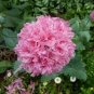 40 PCS Seeds Rare Double Peony Seed Multicolor Perennial Peony Flowers Chinese