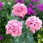 40 PCS Seeds Rare Double Peony Seed Multicolor Perennial Peony Flowers Chinese