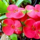 200 PCS Seeds Rare Euphorbia Milii Hybrid Plant Bonsai Potted Bonsai Plants