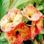 200 PCS Seeds Rare Euphorbia Milii Hybrid Plant Bonsai Potted Bonsai Plants