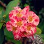 200 PCS Seeds Rare Euphorbia Milii Hybrid Plant Bonsai Potted Bonsai Plants