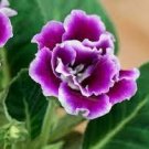 200 PCS Seeds Rare Real Gloxinia Plant,Bonsai Sinningia Gloxinia Flower Plant