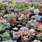200 PCS Seeds Rare Succulent Planter Garden Decoration Lithops Seed Garden Flower