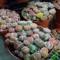 200 PCS Seeds Rare Succulent Planter Garden Decoration Lithops Seed Garden Flower