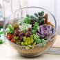 200 PCS Seeds Rare Succulent Planter Garden Decoration Lithops Seed Garden Flower