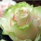 200 PCS Seeds Rose Bonsai,Rare Color,Rich Aroma, Rare Exotic Chinese Rosa